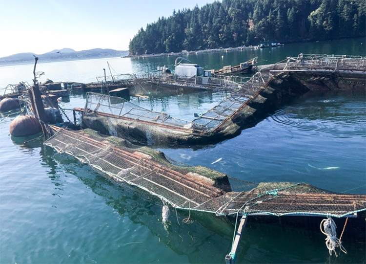 Cooke Finds Problems at Two More Puget Sound Sites